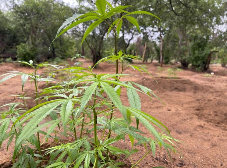 Plantação Com 16,5 Mil Pés De Maconha É Destruída No Interior Da Bahia