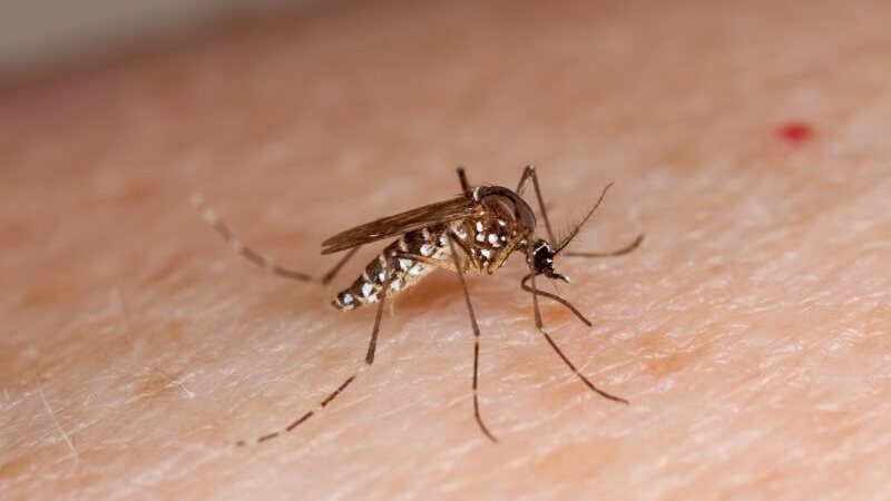 Mosquito Da Dengue É Resistente A Inseticidas