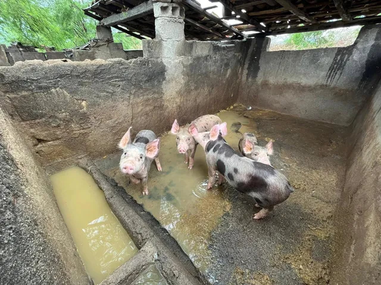 Abatedouro E Pocilga Clandestinos São Autuados