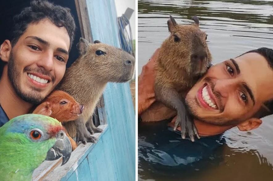 Capivara Mais Famosa Do Brasil Tem Guarda Provisória Concedida A Influencer Do Amazonas