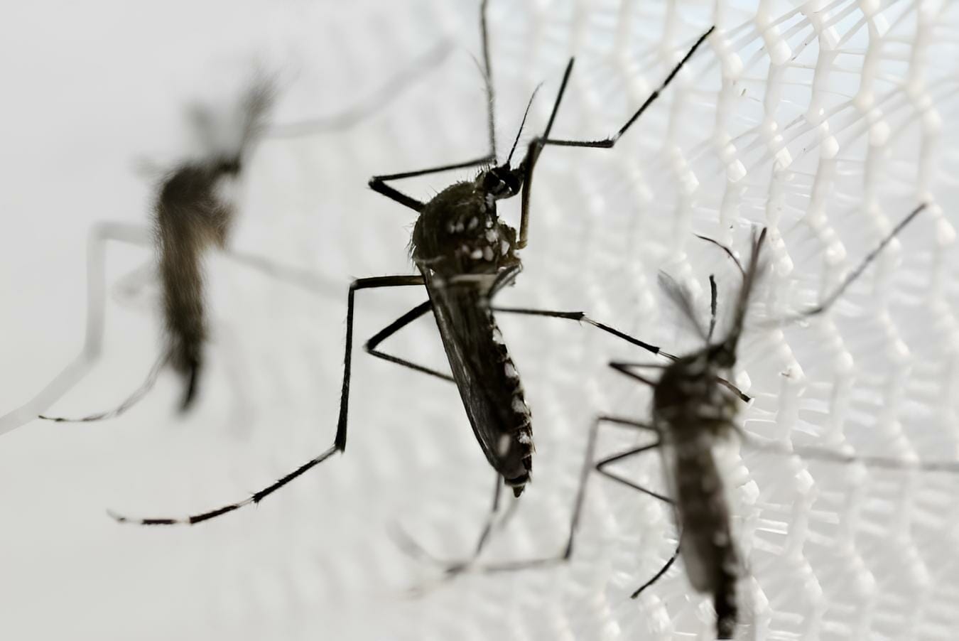 Casos De Dengue Grave Na Bahia Crescem 168% Em 2023, Alerta Sesab