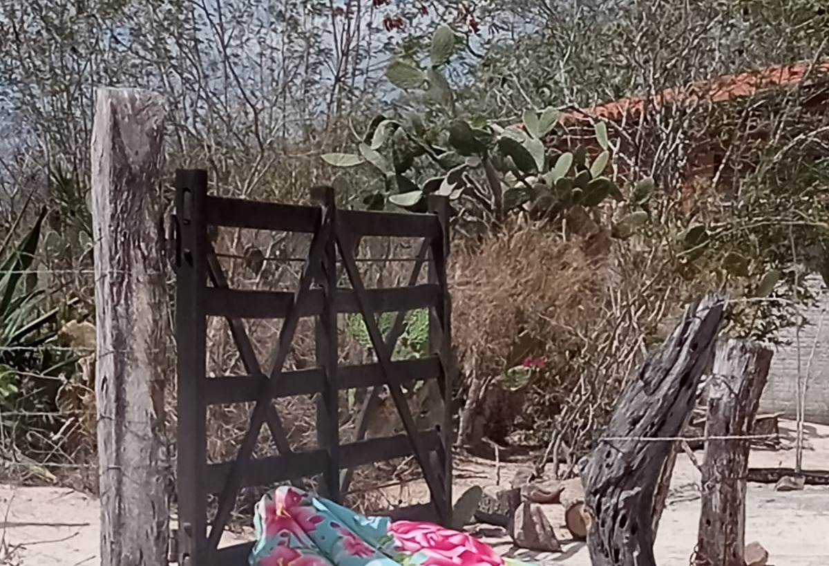 Idoso De 70 Anos Morre Após Ser Atacado Por Abelhas Na Zona Rural De Araci