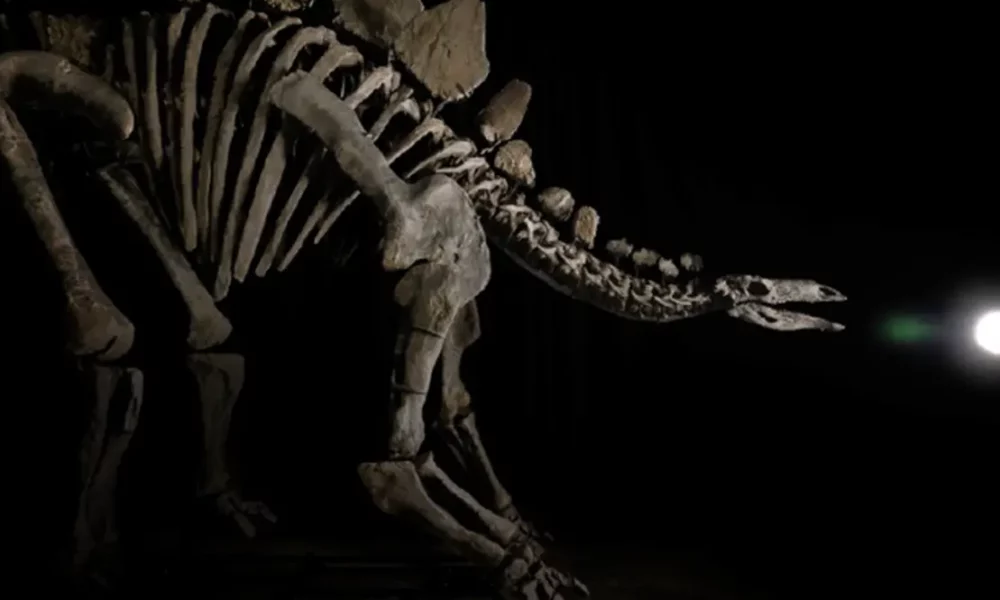Apex É O Fóssil De Estegossauro Mais Completo (Imagem: Divulgação/Sotheby'S)