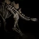 Apex É O Fóssil De Estegossauro Mais Completo (Imagem: Divulgação/Sotheby'S)