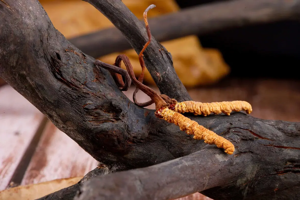 Cordyceps Inspiraram Game (Imagem: Annguyen87/Shutterstock)