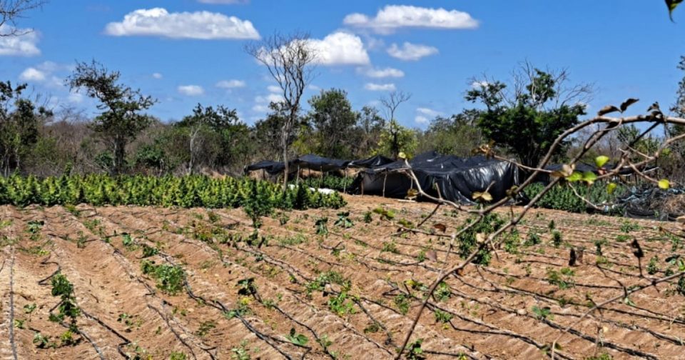 Foto: Reprodução / Ssp