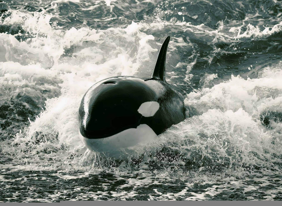 Apesar De Parecerem Amigáveis E Dóceis, Orcas São Especialistas Na Arte Da Caça, Como Visto Com Tubarões-Brancos (Imagem: Vladimir Turkenich/Shutterstock)