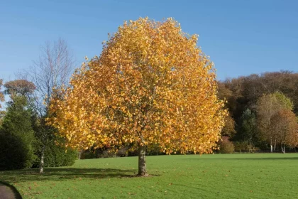 Madeira Das Árvores Liriodendron Tulipifera Tem Uma Estrutura Celular Diferentede Qualquer Outra Coisa. Crédito: Peter Turner Photography - Shutterstock