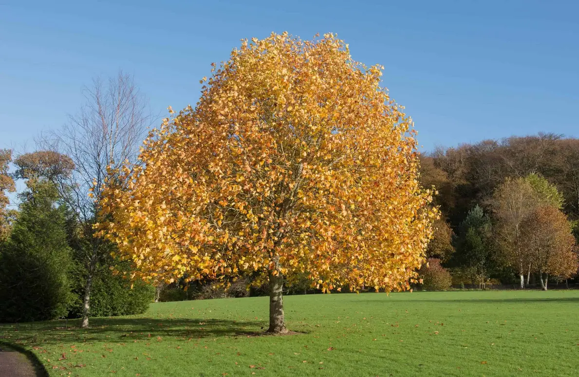 Madeira Das Árvores Liriodendron Tulipifera Tem Uma Estrutura Celular Diferentede Qualquer Outra Coisa. Crédito: Peter Turner Photography - Shutterstock