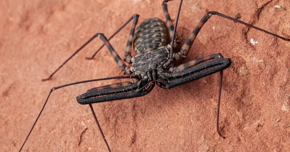 Escorpiões Chicote Sem Cauda (Imagem: K Hanley Chdphoto / Shutterstock.com)