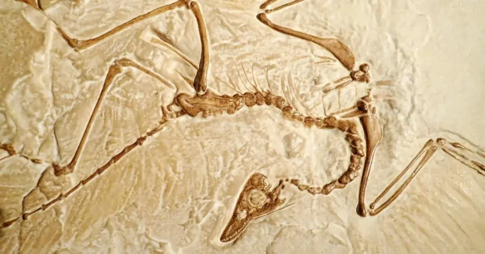 Fóssil De Archaeopteryx Descoberto Na Alemanha. Imagem: Natalia Vand/Shutterstock