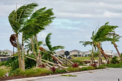 Árvores Derrubadas Por Tornados Causados Pelo Furacão Milton Em Palm Beachgardens, Na Flórida/ Shutterstock/Felix Mizioznikov