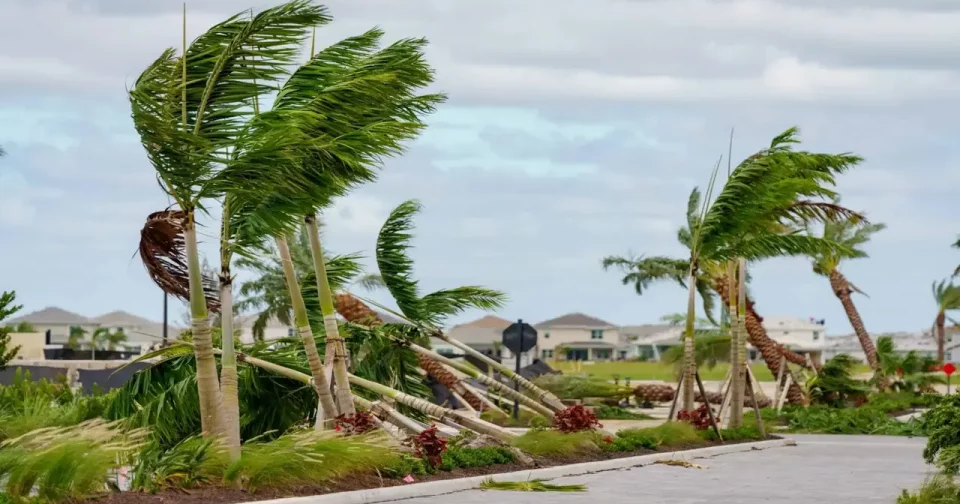 Árvores Derrubadas Por Tornados Causados Pelo Furacão Milton Em Palm Beachgardens, Na Flórida/ Shutterstock/Felix Mizioznikov