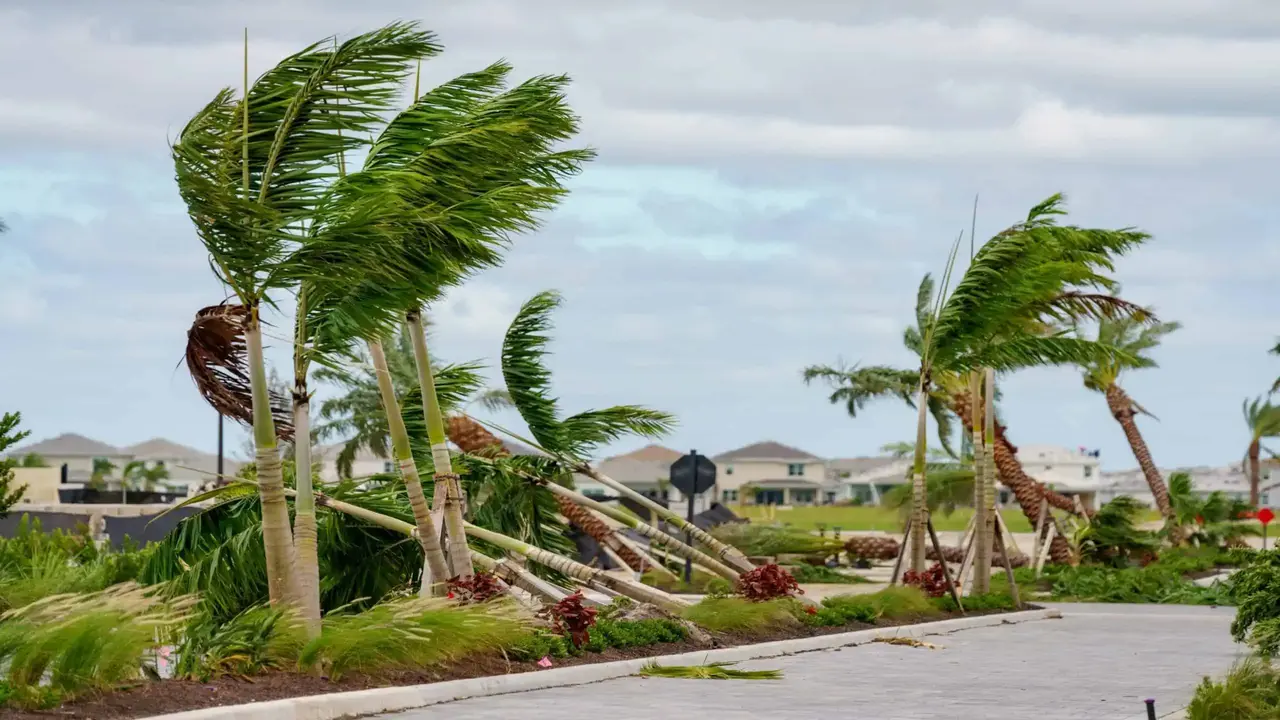 Árvores Derrubadas Por Tornados Causados Pelo Furacão Milton Em Palm Beachgardens, Na Flórida/ Shutterstock/Felix Mizioznikov