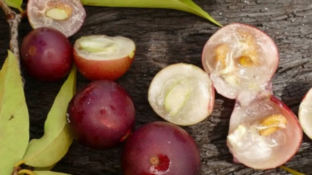 Camu-Camu Tem Mais Vitamina C Que A Laranja (Reprodução: Juerginho/Shutterstock)