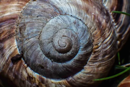 Espiral De Fibonacci. Imagem: Zhmurchak / Shutterstock