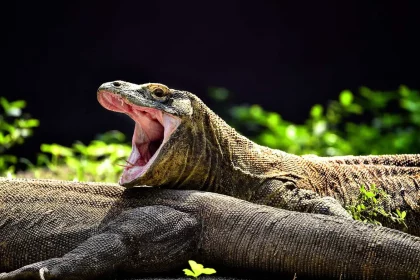 Apesar De Sua Aparência Intimidadora, Os Dragões-De-Komodo São Animaisfascinantes E Importantes Para O Ecossistema Das Ilhas Onde Vivem. Foto: Mianovita Ratna Siwi, Cc By-Sa 4.0 Https://Creativecommons.org/Licenses/By-Sa/4.0,Via Wikimedia Commons.