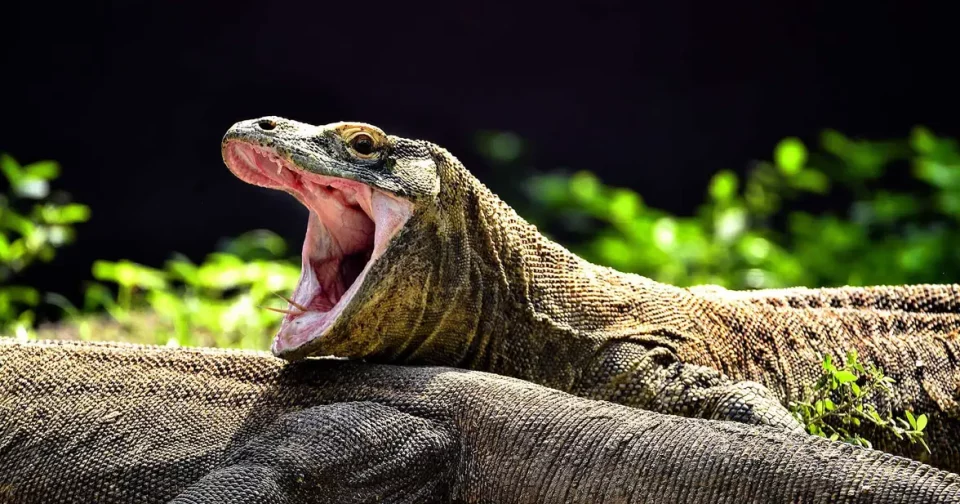 Apesar De Sua Aparência Intimidadora, Os Dragões-De-Komodo São Animaisfascinantes E Importantes Para O Ecossistema Das Ilhas Onde Vivem. Foto: Mianovita Ratna Siwi, Cc By-Sa 4.0 Https://Creativecommons.org/Licenses/By-Sa/4.0,Via Wikimedia Commons.