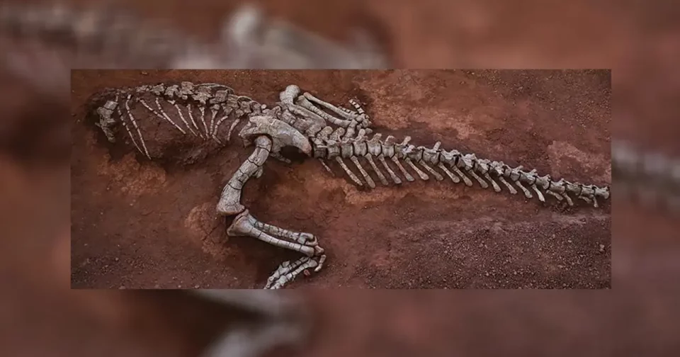 Esqueleto De Xingxiulong Yueorum Descoberto No Sudoeste Da China. Crédito: Instituto De Paleontologia De Vertebrados E Paleoantropologia