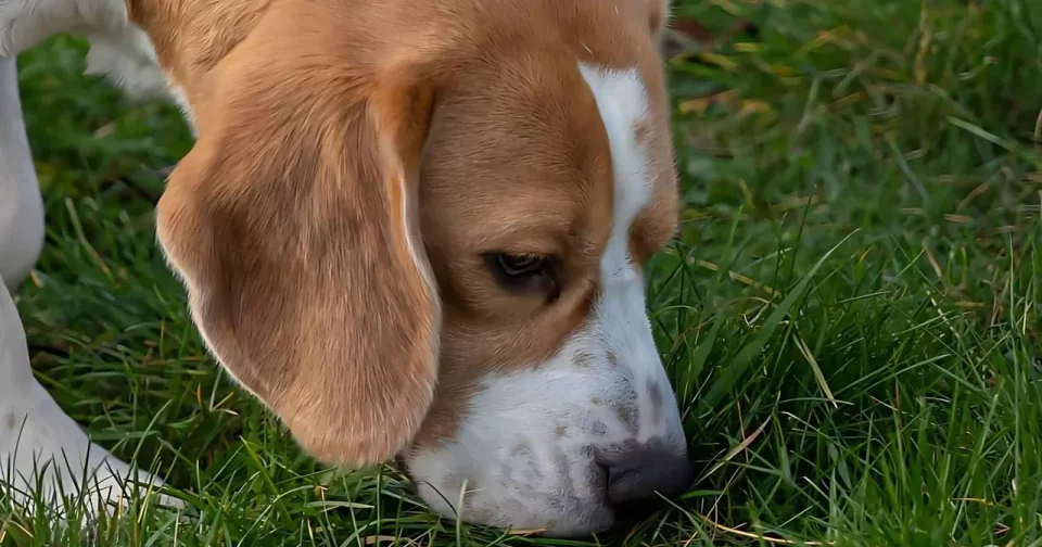 Cachorro Farejando A Grama Do Quintal (Reprodução: Ibrahim Altaee/Shutterstock)