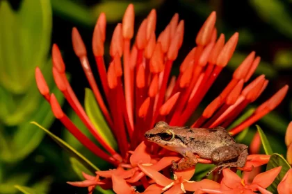 Perereca-Assobiadora (Eleutherodactylus Johnstonei) (Imagem: Jay Ondreicka / Shutterstock)