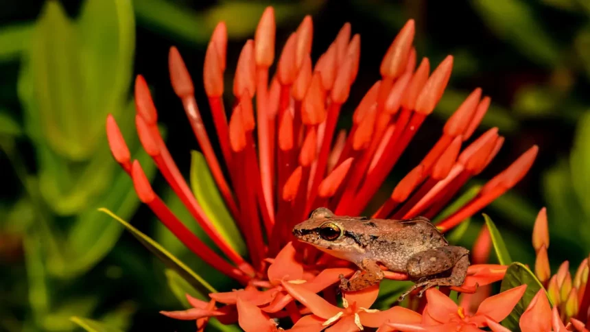 Perereca-Assobiadora (Eleutherodactylus Johnstonei) (Imagem: Jay Ondreicka / Shutterstock)