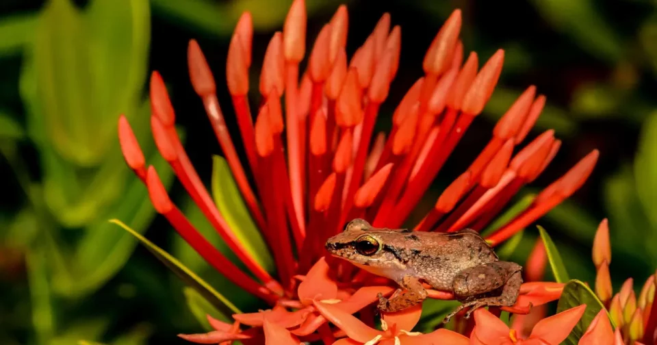 Perereca-Assobiadora (Eleutherodactylus Johnstonei) (Imagem: Jay Ondreicka / Shutterstock)